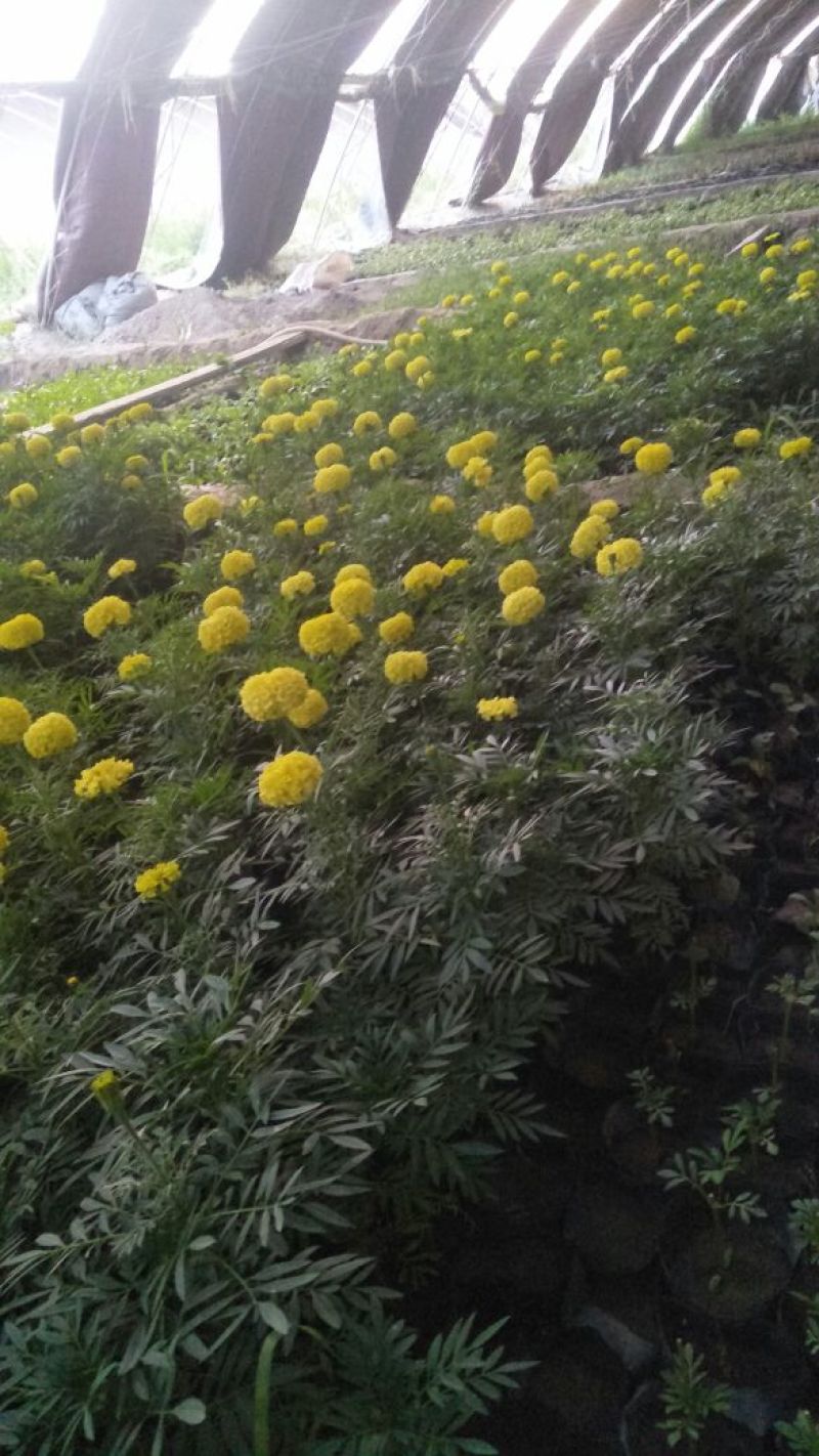 金黄色万寿菊，大花重瓣色选优良品种，13/13营养袋