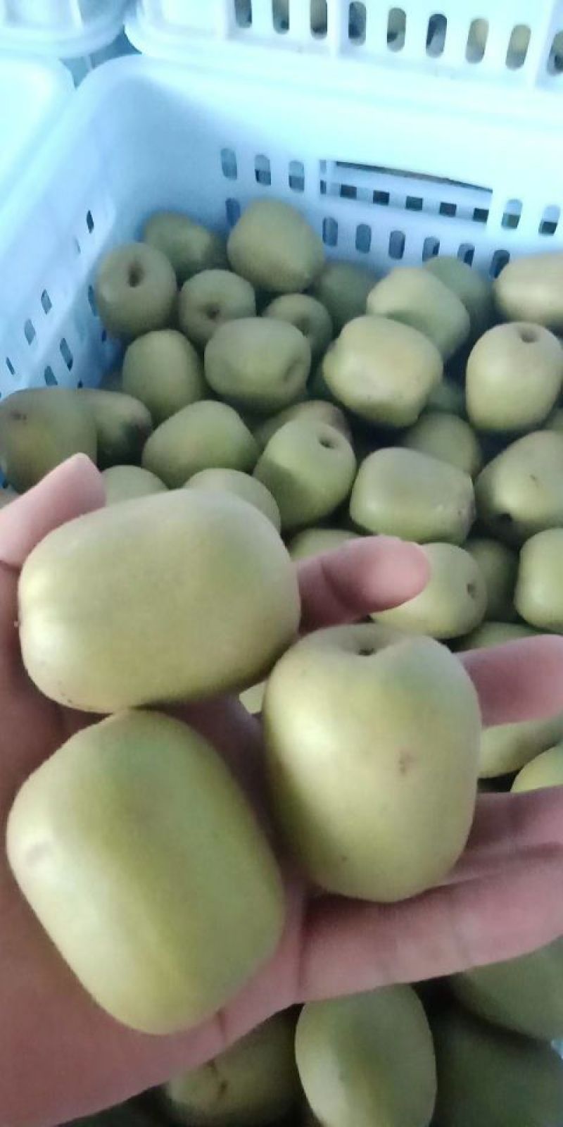 凤凰猕猴桃助农行动