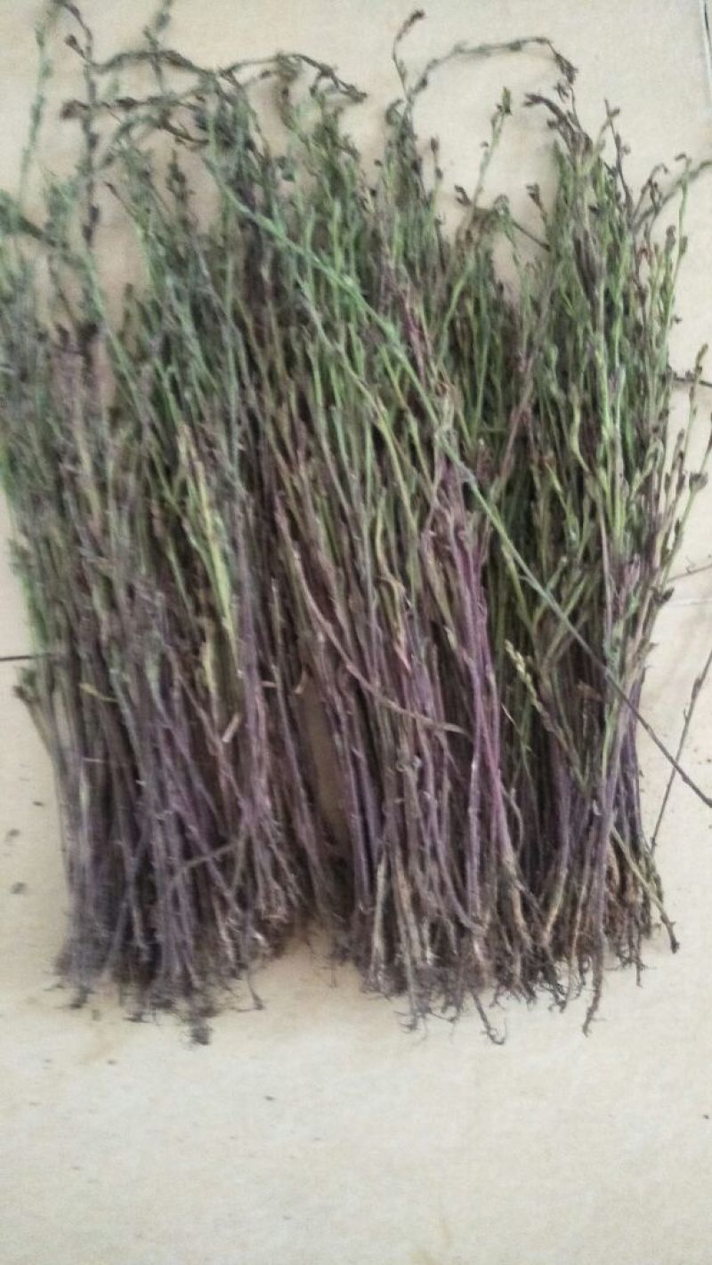 独脚金！别名积甘草！