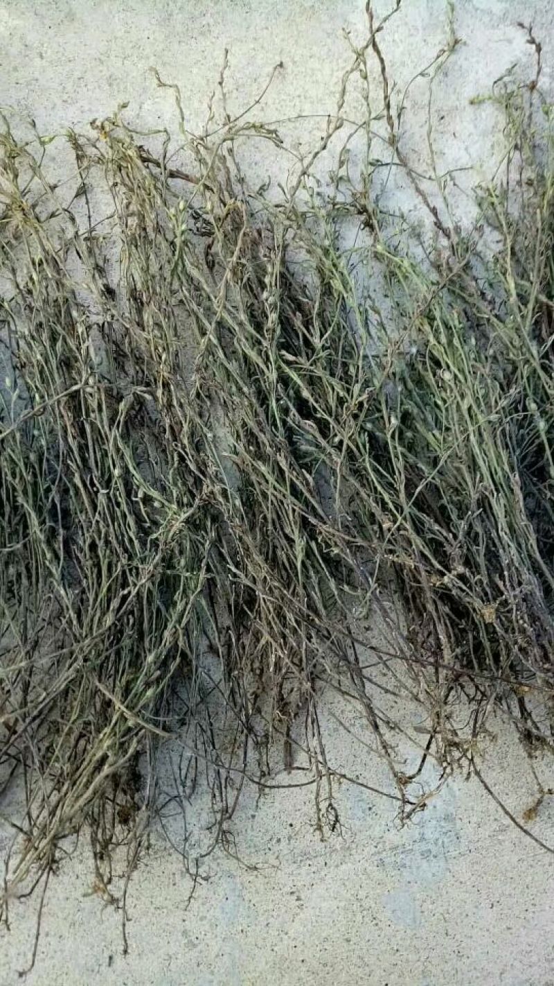 独脚金！别名积甘草！