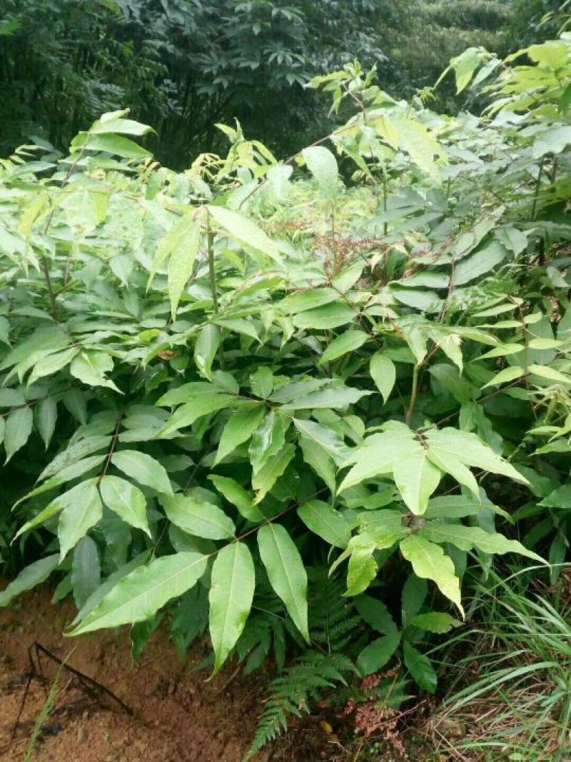 南方红豆杉2cm以下4cm以下0.5~1米