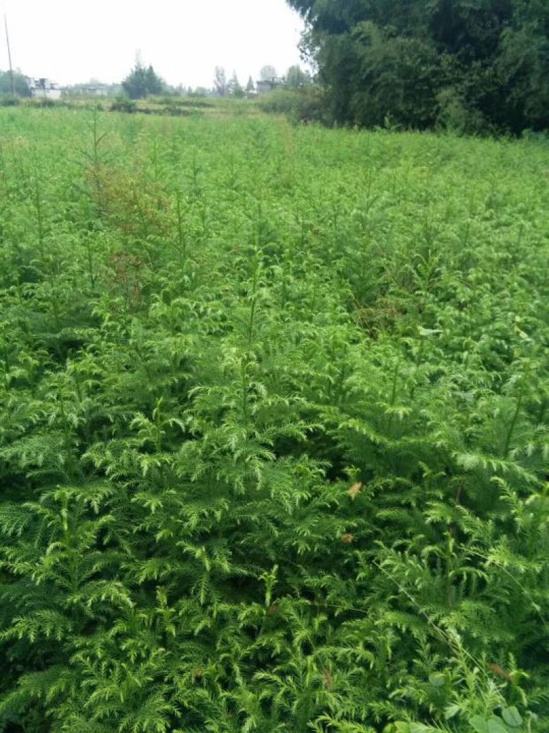 南方红豆杉2cm以下4cm以下0.5~1米