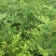 南方红豆杉2cm以下4cm以下0.5~1米