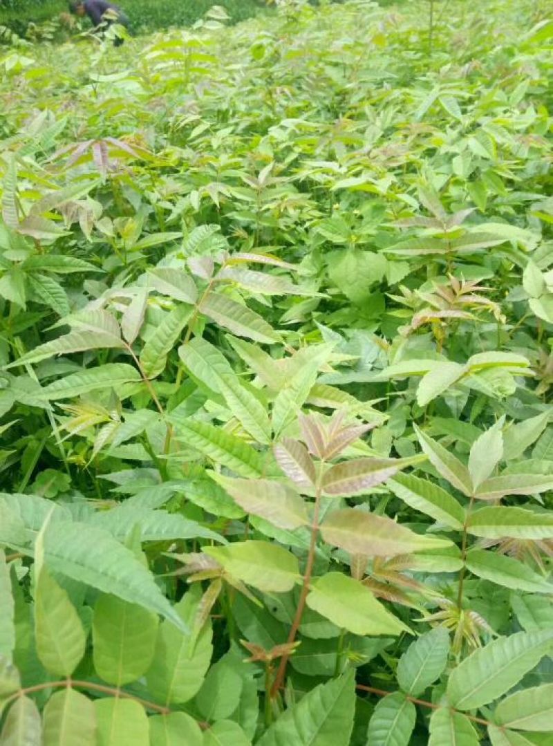 南方红豆杉2cm以下4cm以下0.5~1米