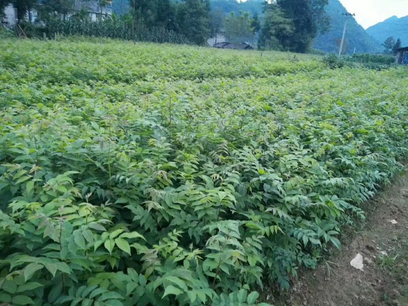 南方红豆杉2cm以下4cm以下0.5~1米