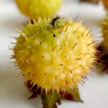 刺梨子（长寿果）