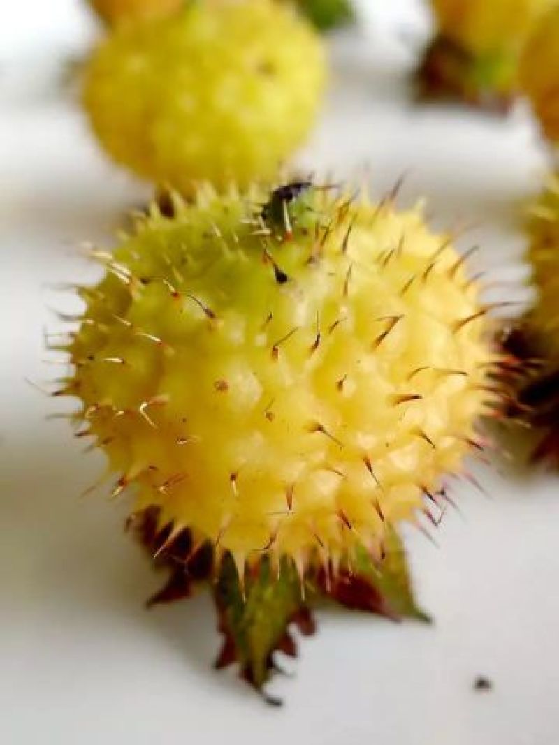 刺梨子（长寿果）