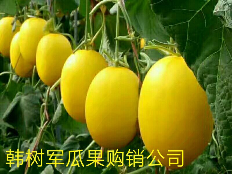 西洲蜜甜瓜