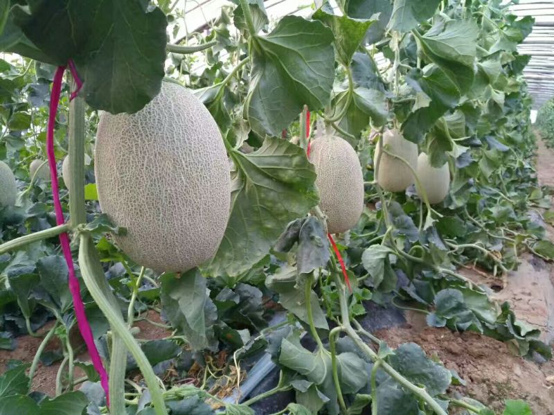 西洲蜜甜瓜