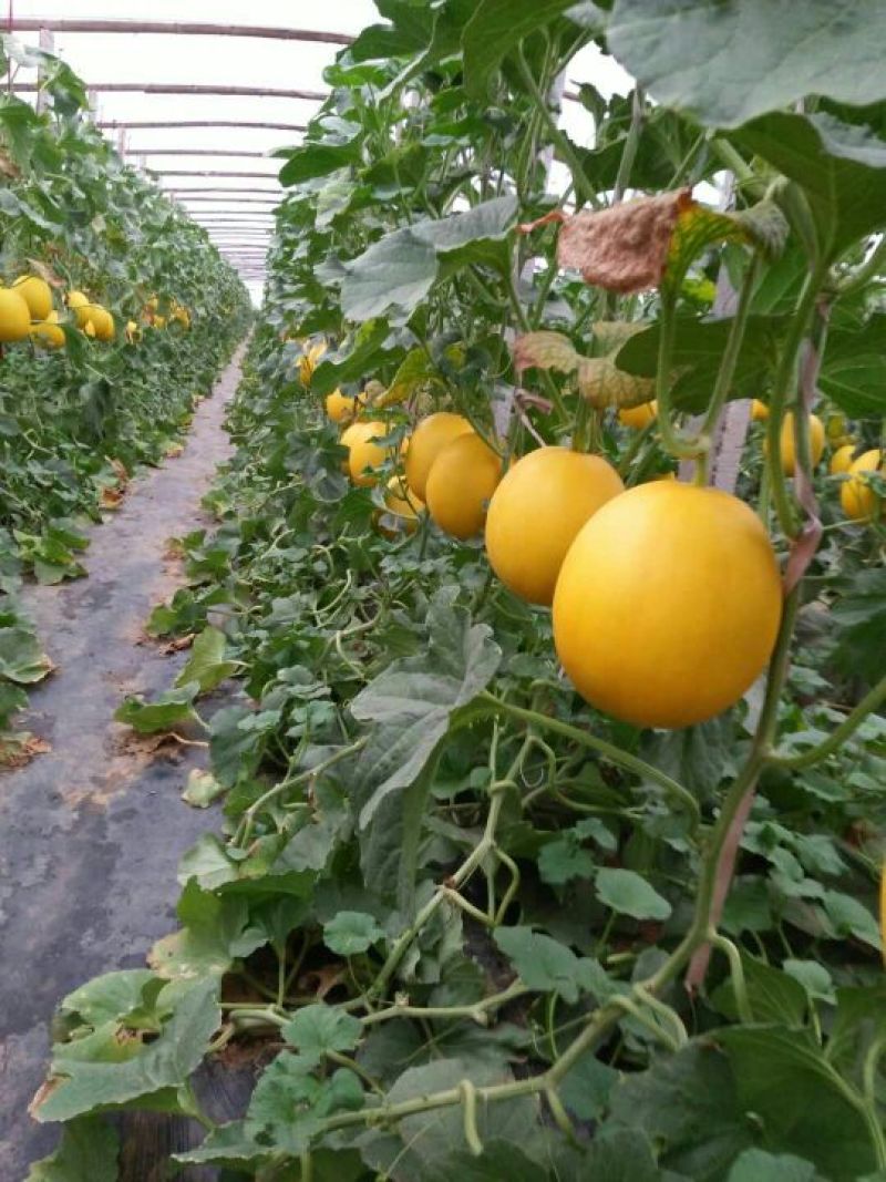 西洲蜜甜瓜