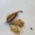 四川白芨纯紫花，成熟度好出芽率高