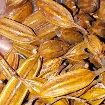 四川白芨纯紫花，成熟度好出芽率高