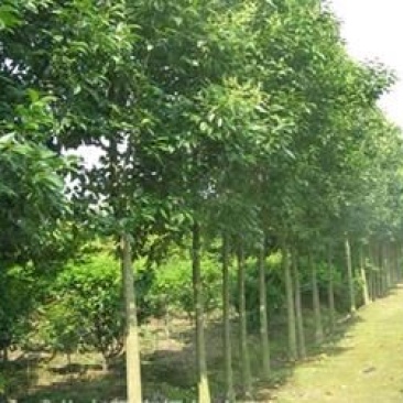 大叶女贞（10cm-12cm）