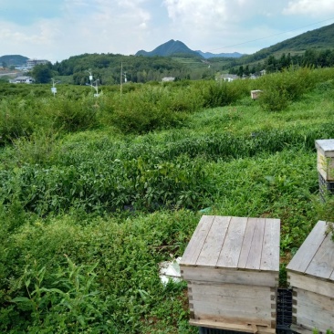 蜂箱