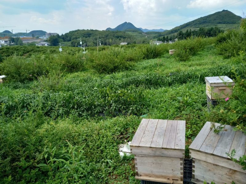蜂箱