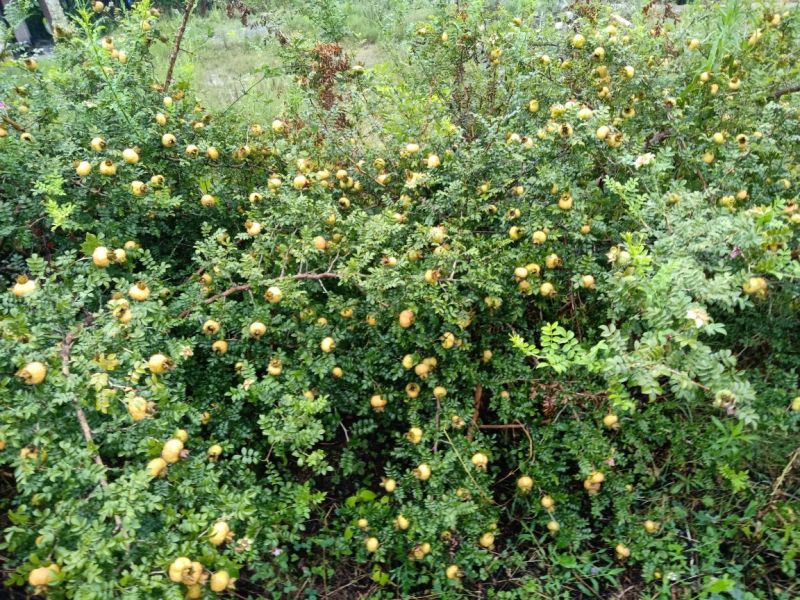 刺梨