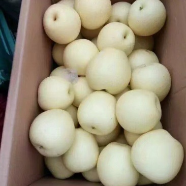 皇冠梨一级果框装质量好价格低