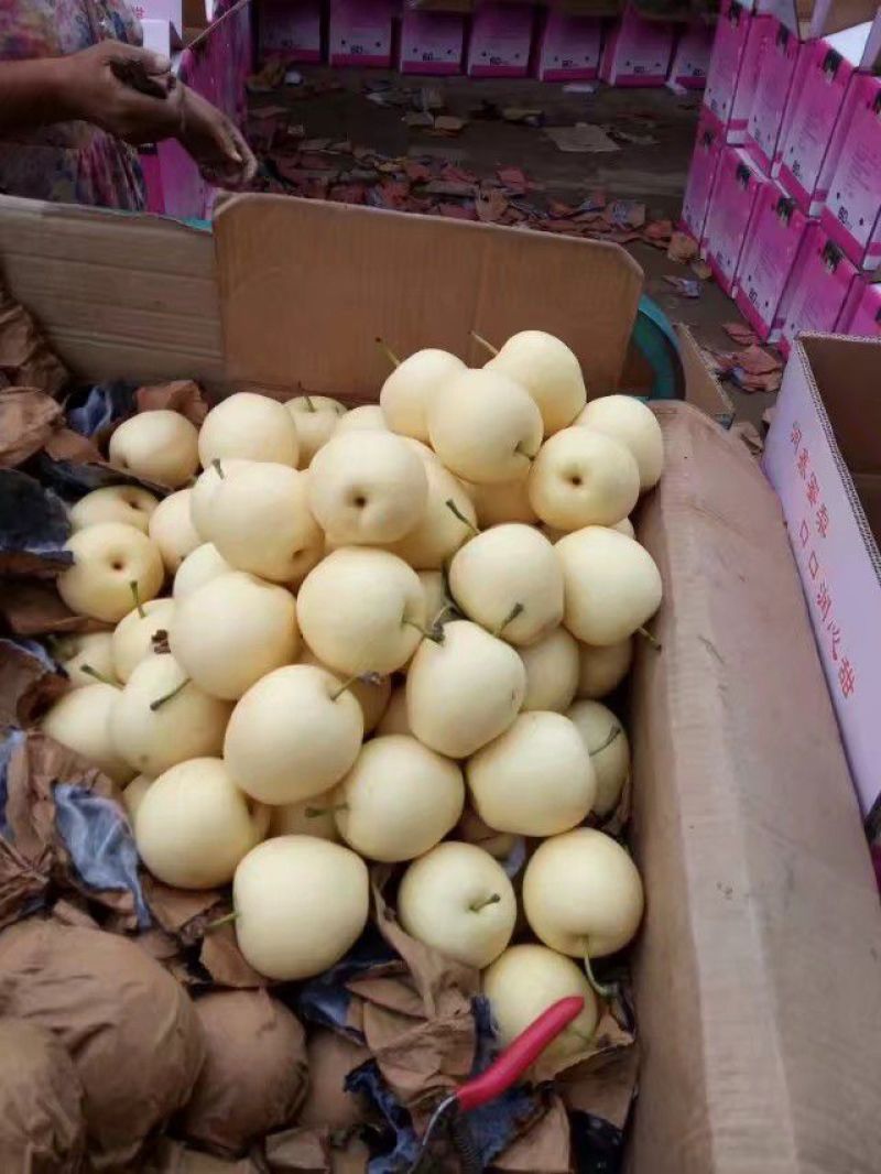 皇冠梨一级果框装质量好价格低