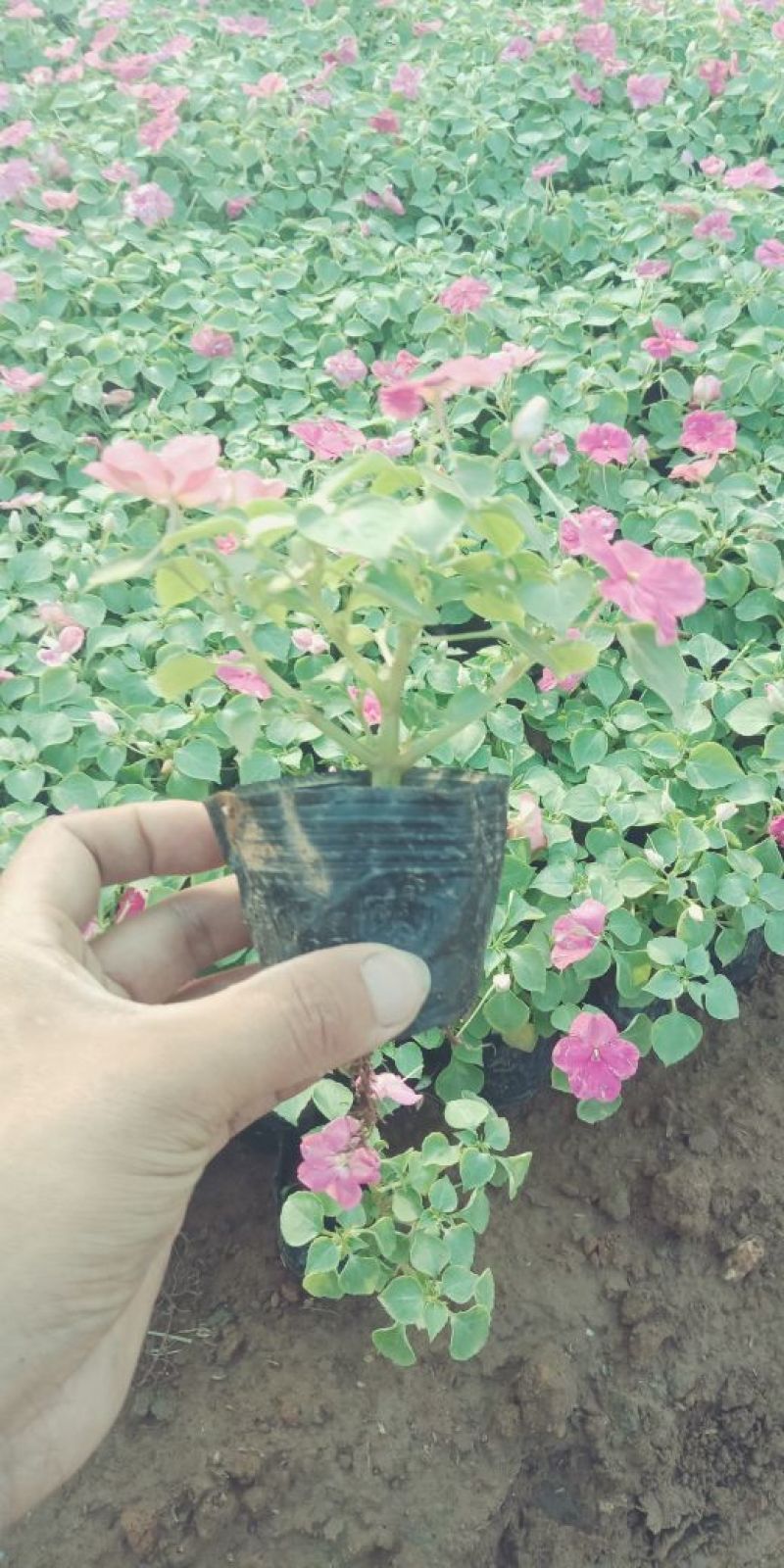 非洲凤仙