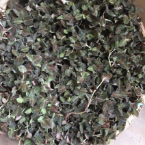 金线莲鲜货