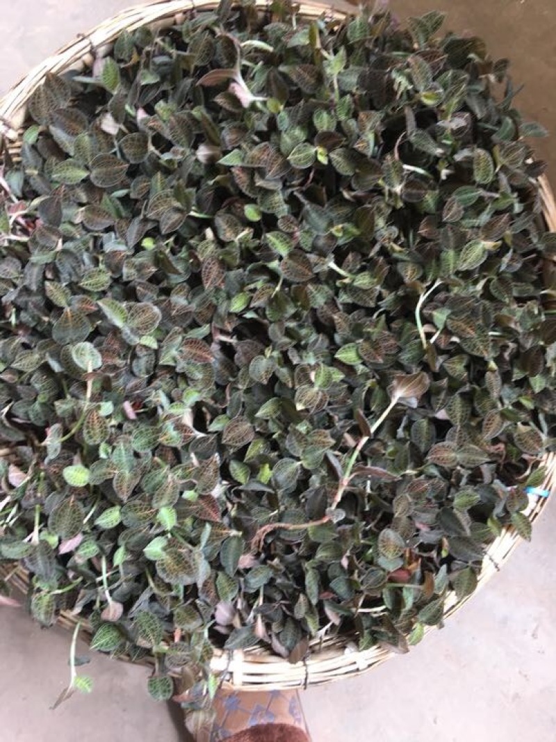 金线莲鲜货