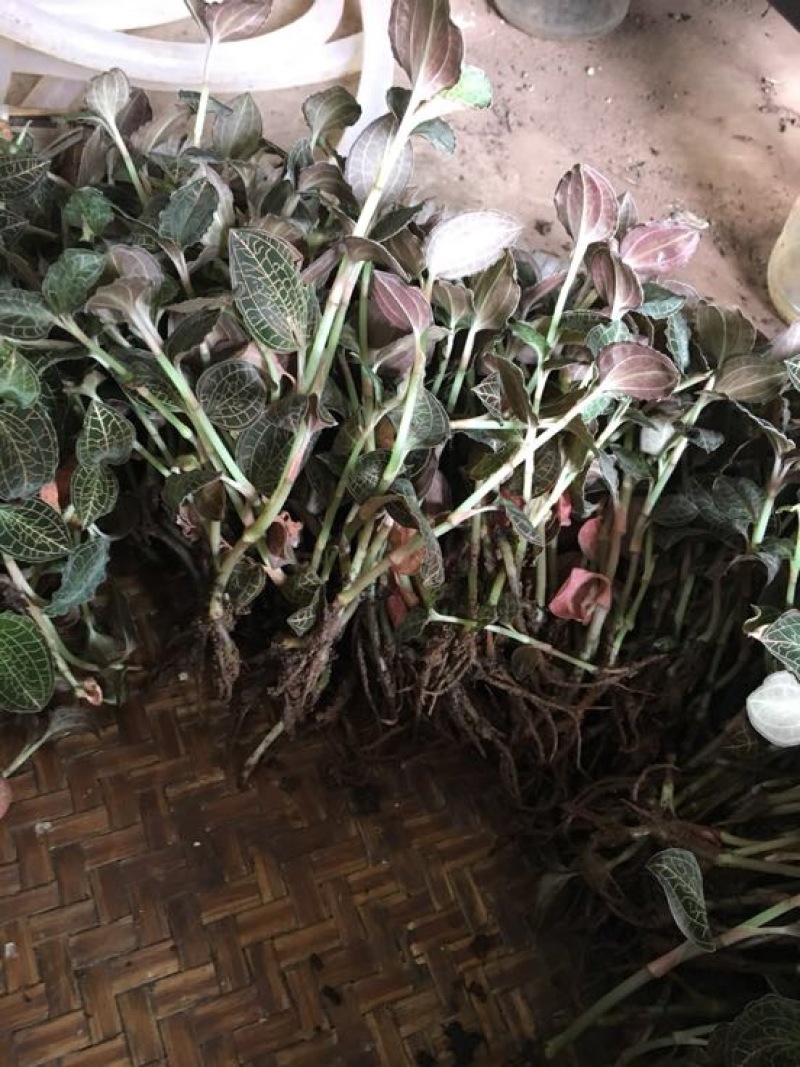 金线莲鲜货