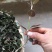 金线莲鲜货
