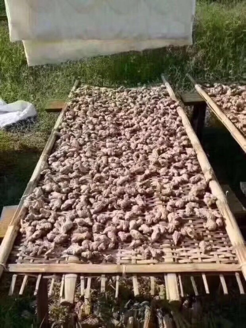 小黄姜，干姜