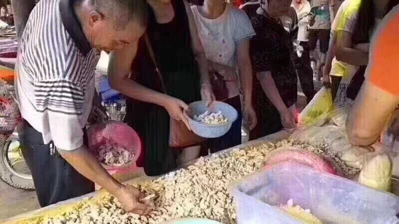 小黄姜，干姜