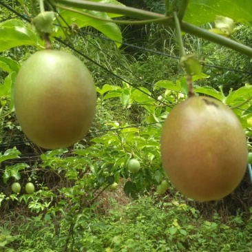 广西玉林紫香百香果小果