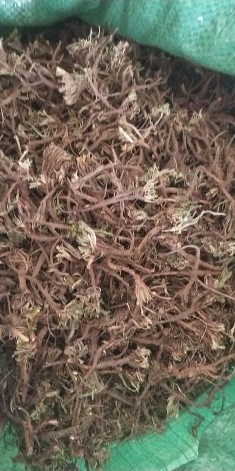 野生黑柴胡，质量相当不错，产于海拔3000多米的高寒山区