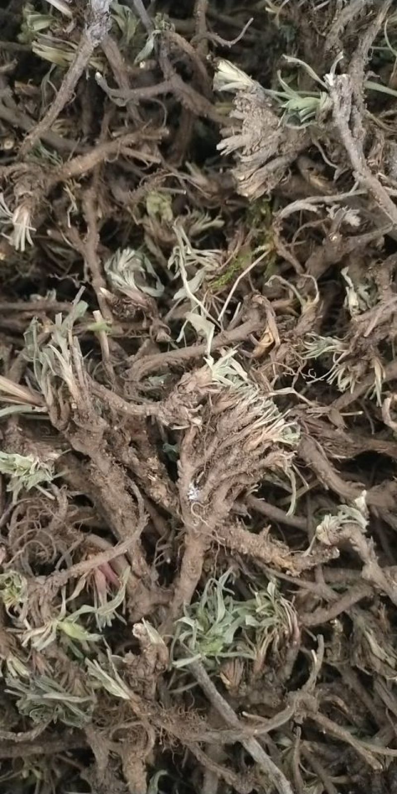 野生黑柴胡，质量相当不错，产于海拔3000多米的高寒山区