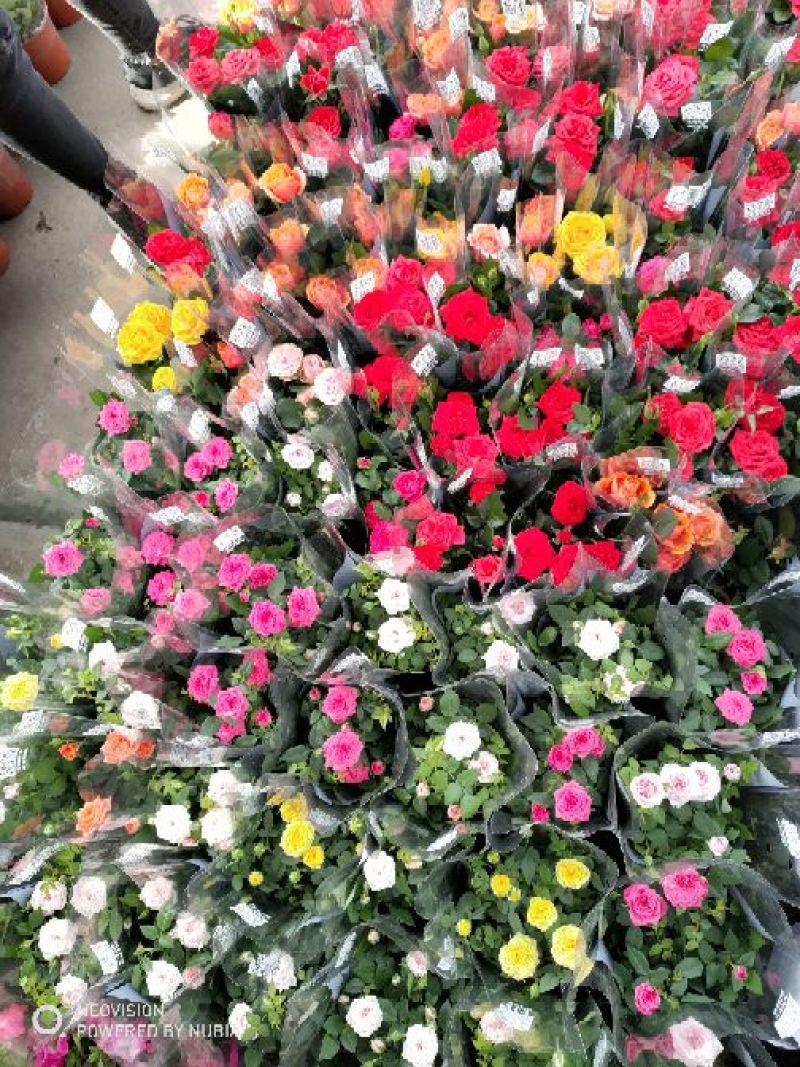 玫瑰花