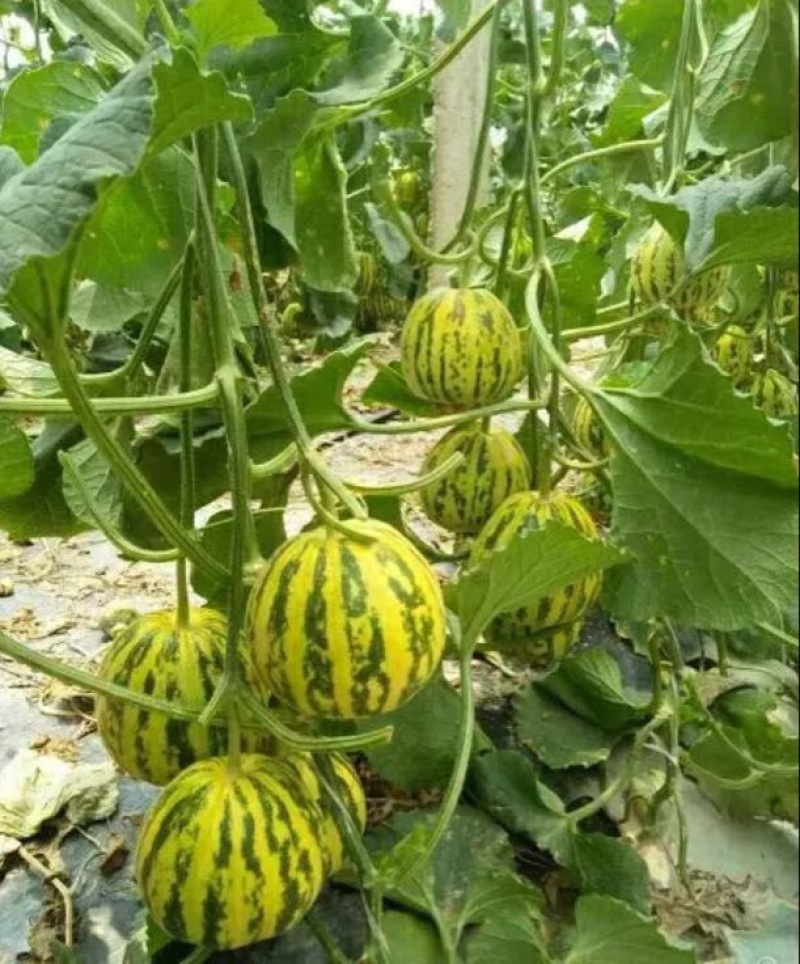 花蕾甜瓜精品1斤以上