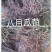 正宗野生八月瓜大苗二年可结果