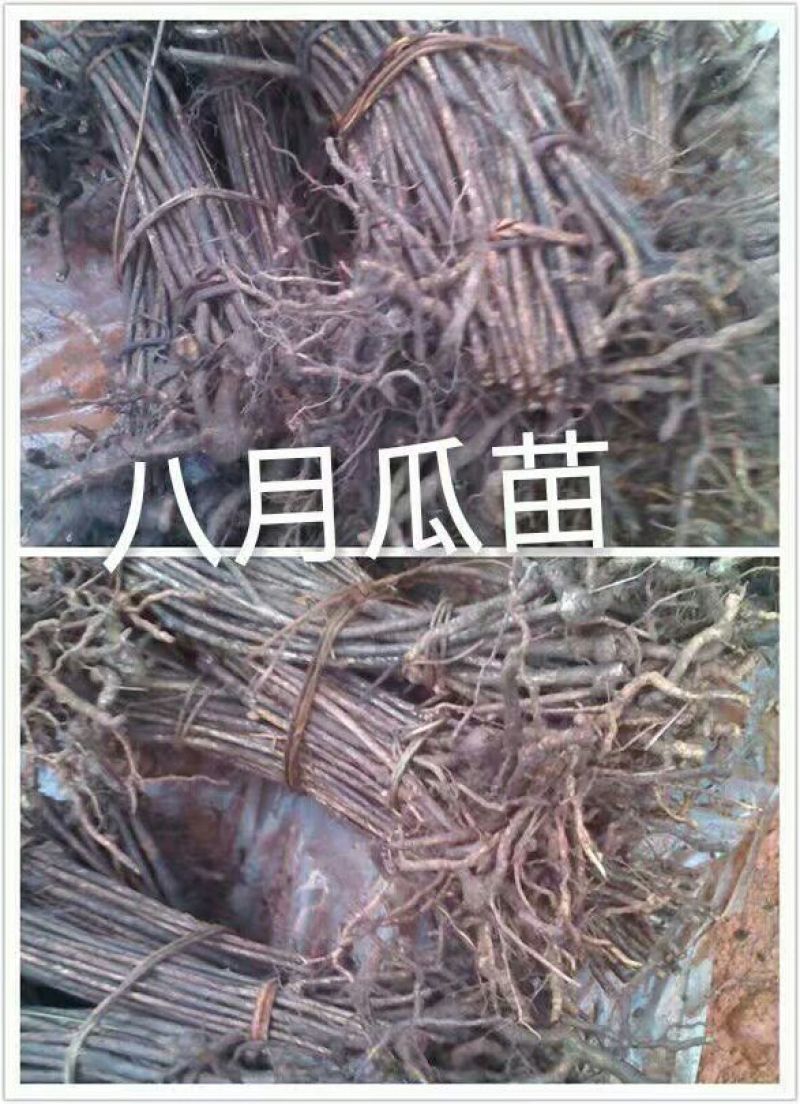 正宗野生八月瓜大苗二年可结果