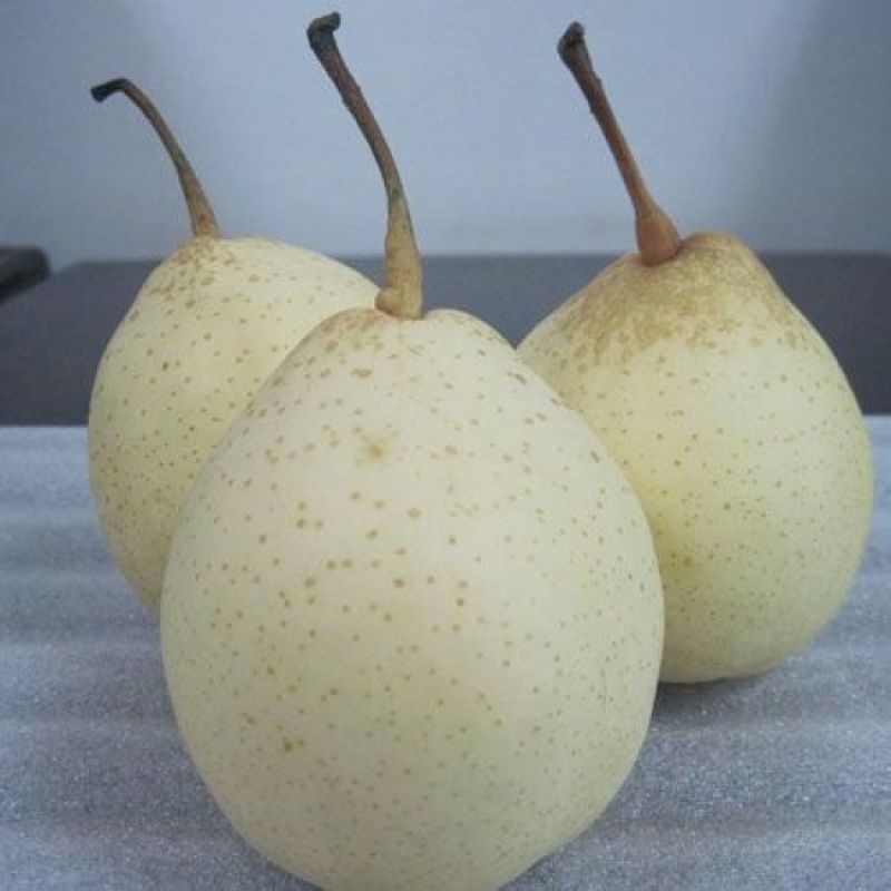 鸭梨纸袋膜袋大量出售