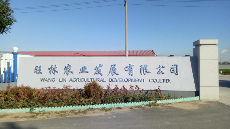 乾德圣德番茄种子1000粒/袋大果抗TY易坐果果型周正