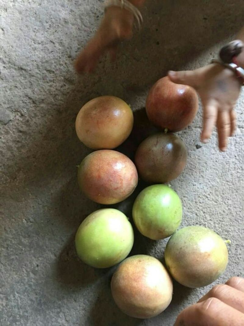 恭城百香果