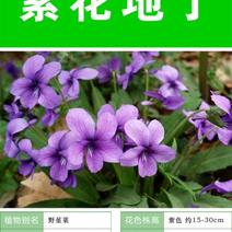 紫花地丁种子多年生草本全草入药可作绿化花卉