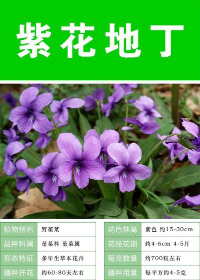 紫花地丁种子多年生草本全草入药可作绿化花卉