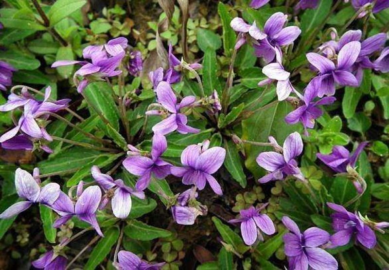 紫花地丁种子多年生草本全草入药可作绿化花卉