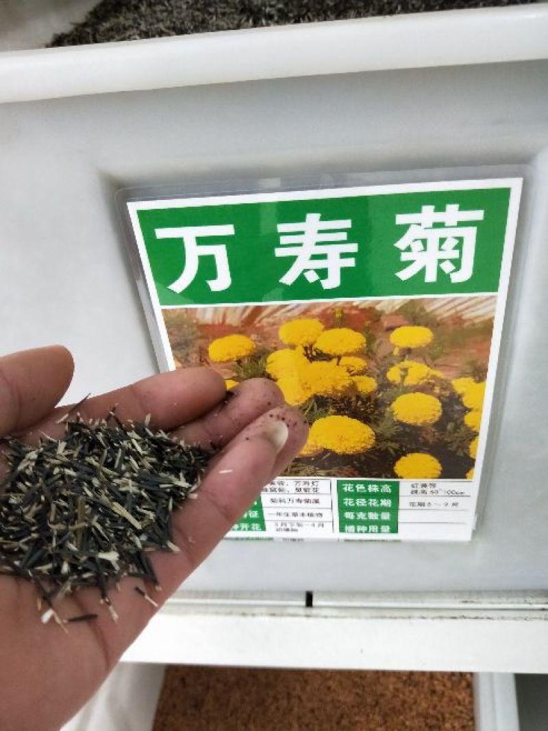 万寿菊种子包发芽花卉种子花色漂亮8斤/亩
