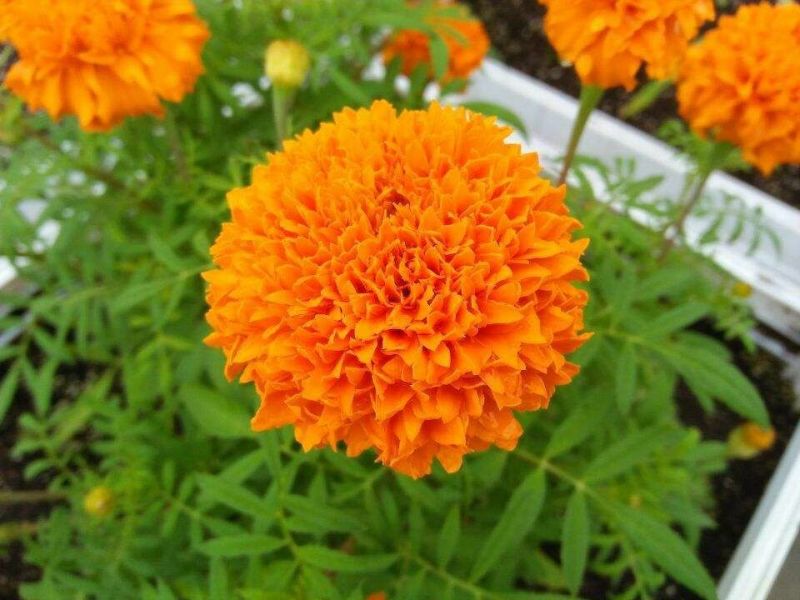 万寿菊种子包发芽花卉种子花色漂亮8斤/亩