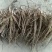 芍药苗10~20cm