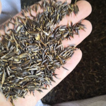 波斯菊种子格桑花种籽纯新包发芽率高花期6-8月