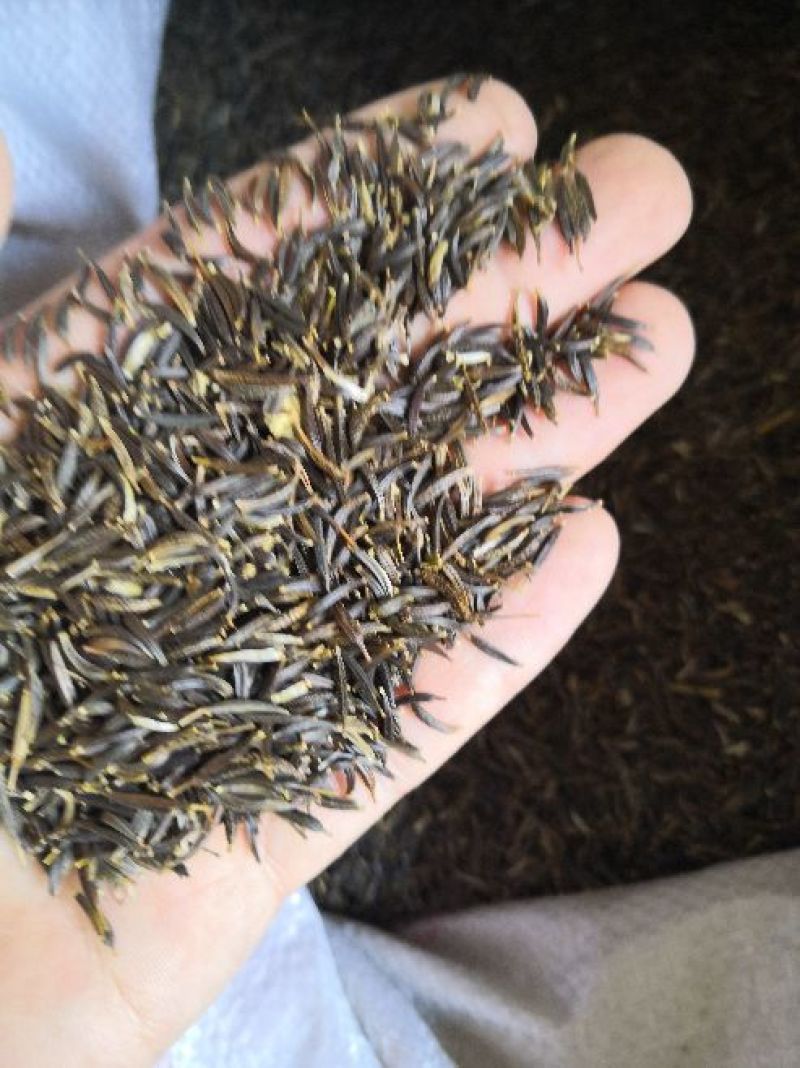 波斯菊种子格桑花种籽纯新包发芽率高花期6-8月