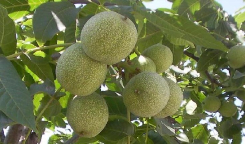 青皮核桃青皮40mm以上湿