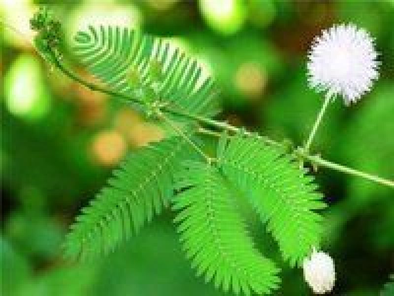 含羞草种子包发芽质量好花卉种子