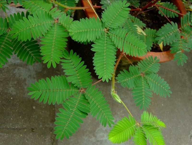 含羞草种子包发芽质量好花卉种子